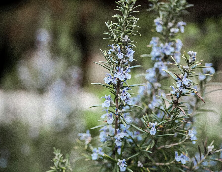 Rosmarin draußen mit Blüten